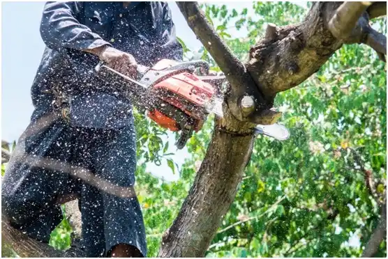 tree services Charlottesville